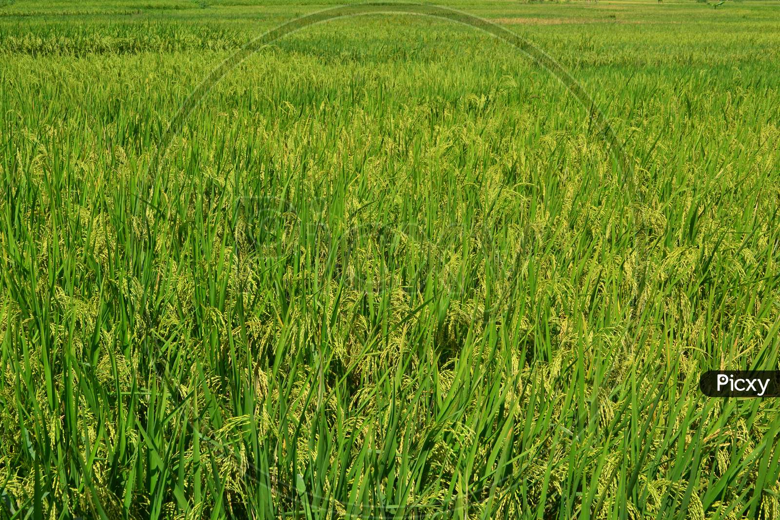 Yellow Paddy Grains With Green Paddy Plant Leaves