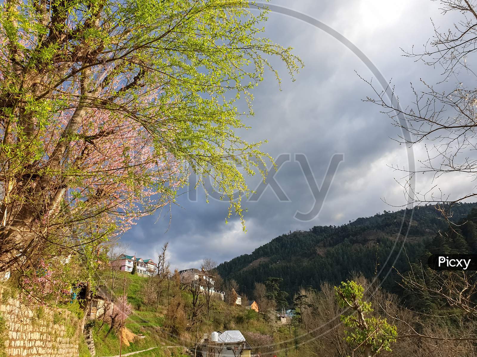 Lovely View of spring pink blossom tree with beautiful village in hilly area of Himachal Pradesh, India