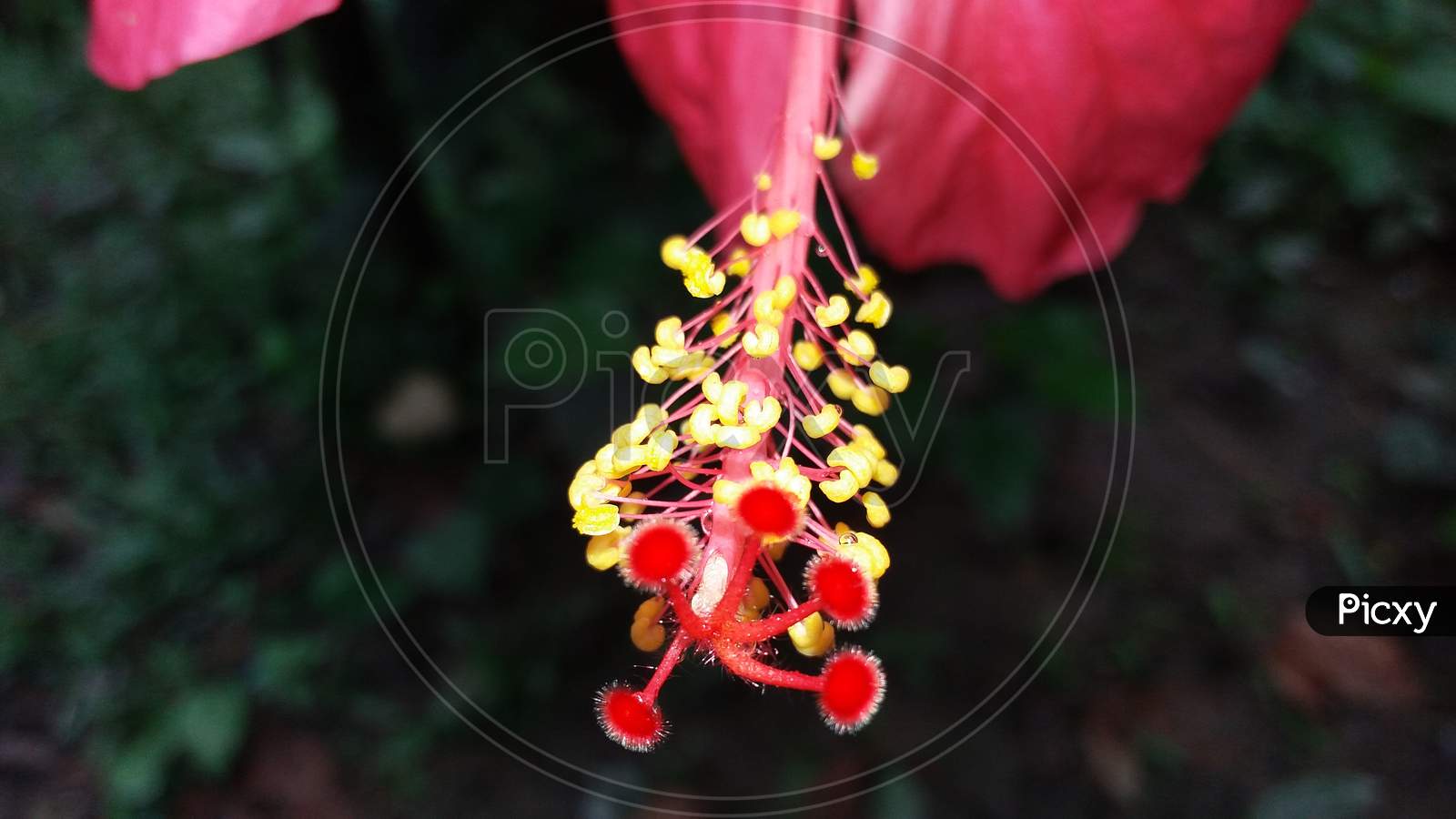 Growth red hibiscus flower in plant