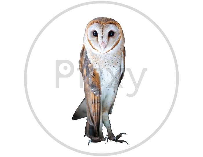 Group Of Common Barn Owl Close Up On Dark White Background.