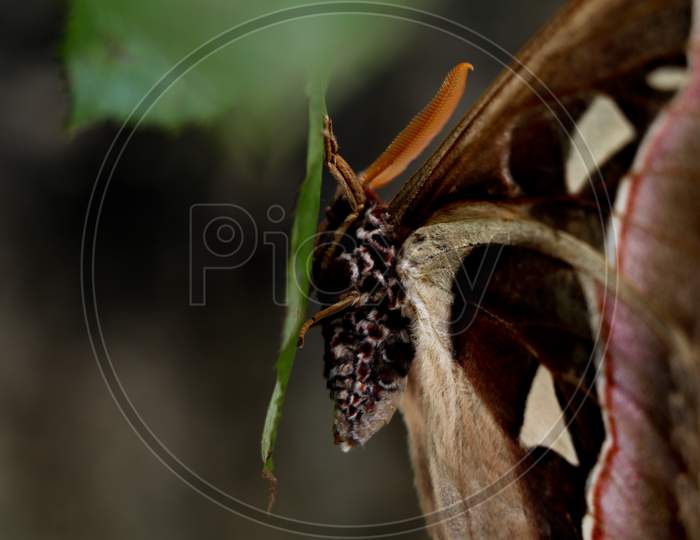 A Big Size  Night Butterfly Or Moth Belonging To The Paraphyletic Group Of Insects