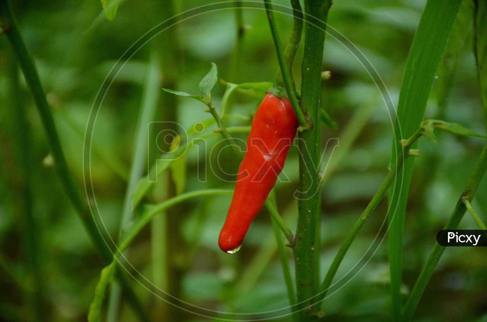 The Red Ripe Chilly With Leaves And Plant In The Garden.