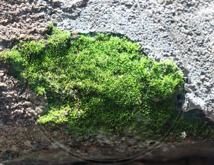 green moss on the broken wall due to moisture also called fungi