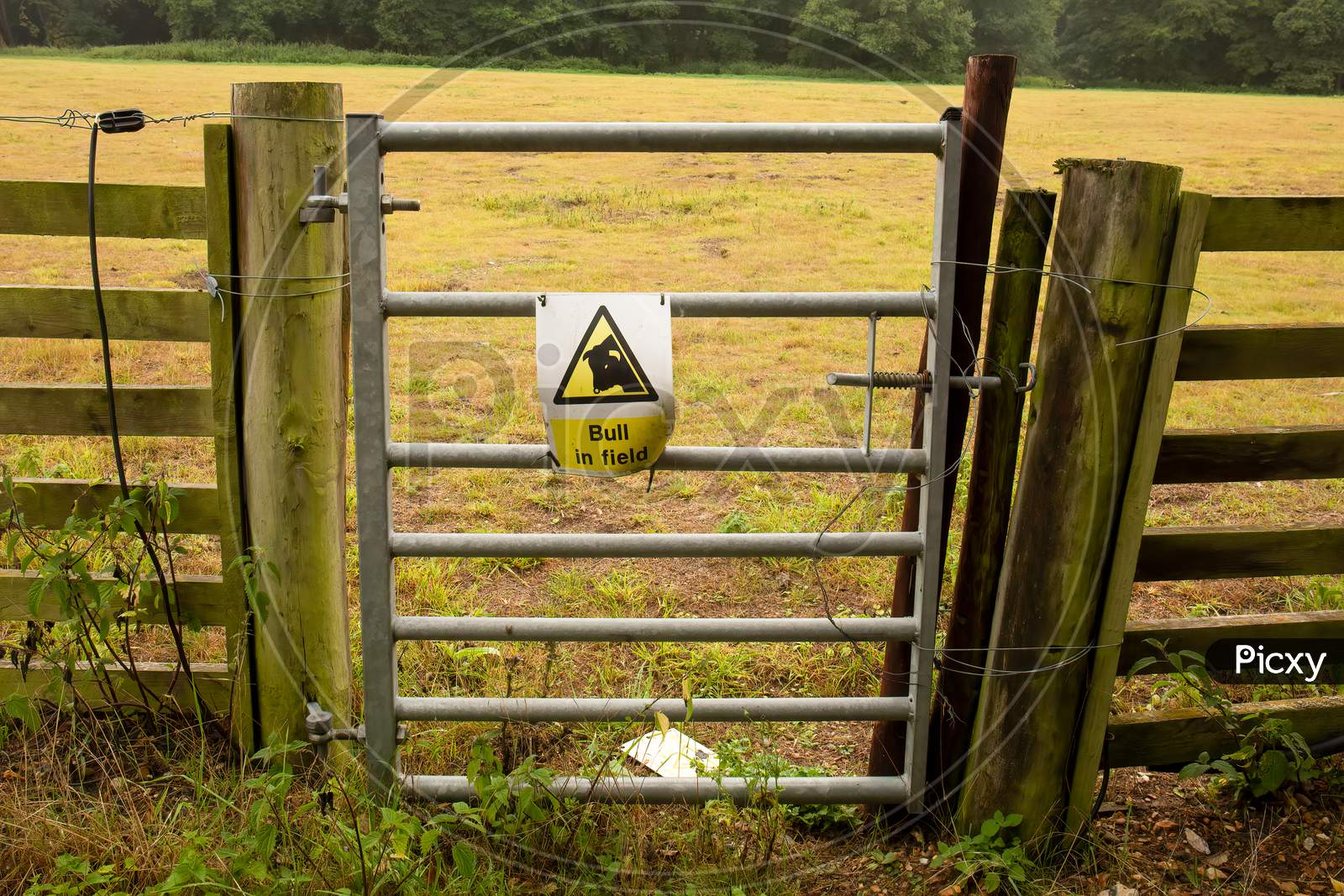 Warning Sign Bull In Field, Yellow Triangle With Bull Head Symbol On White
