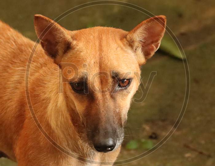 Indian Dog, stock image