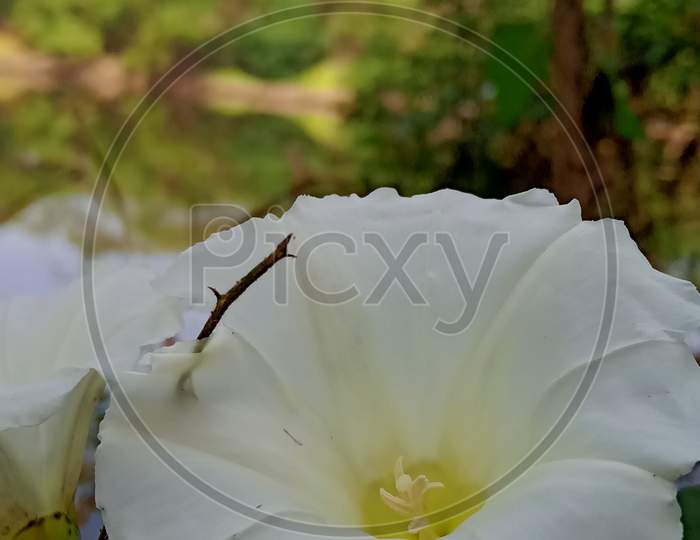 Calystegia flower, morning glory