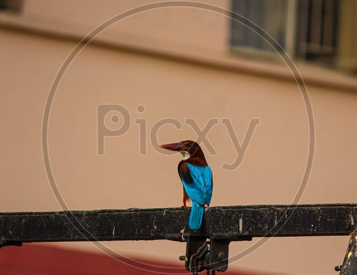 A kingfisher sitting on a fence