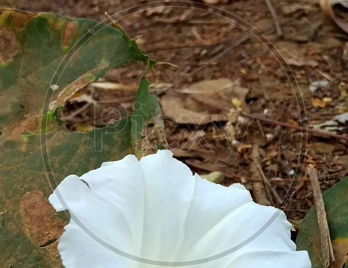 Calystegia flower (white flower)