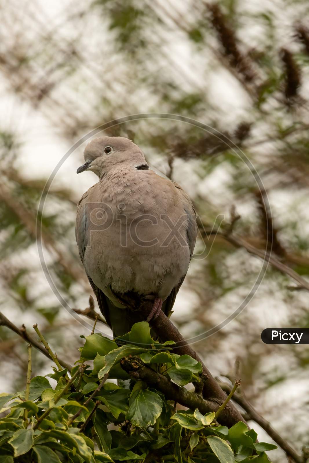 Collared Dove, Streptopelia Decaocto, Perched on ivy