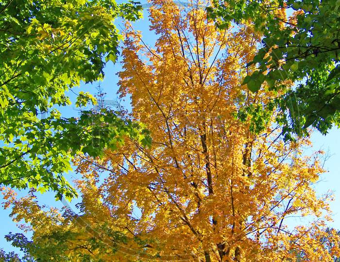 A beautiful Autumn Fall Maple Tree Leaves Yellow Green