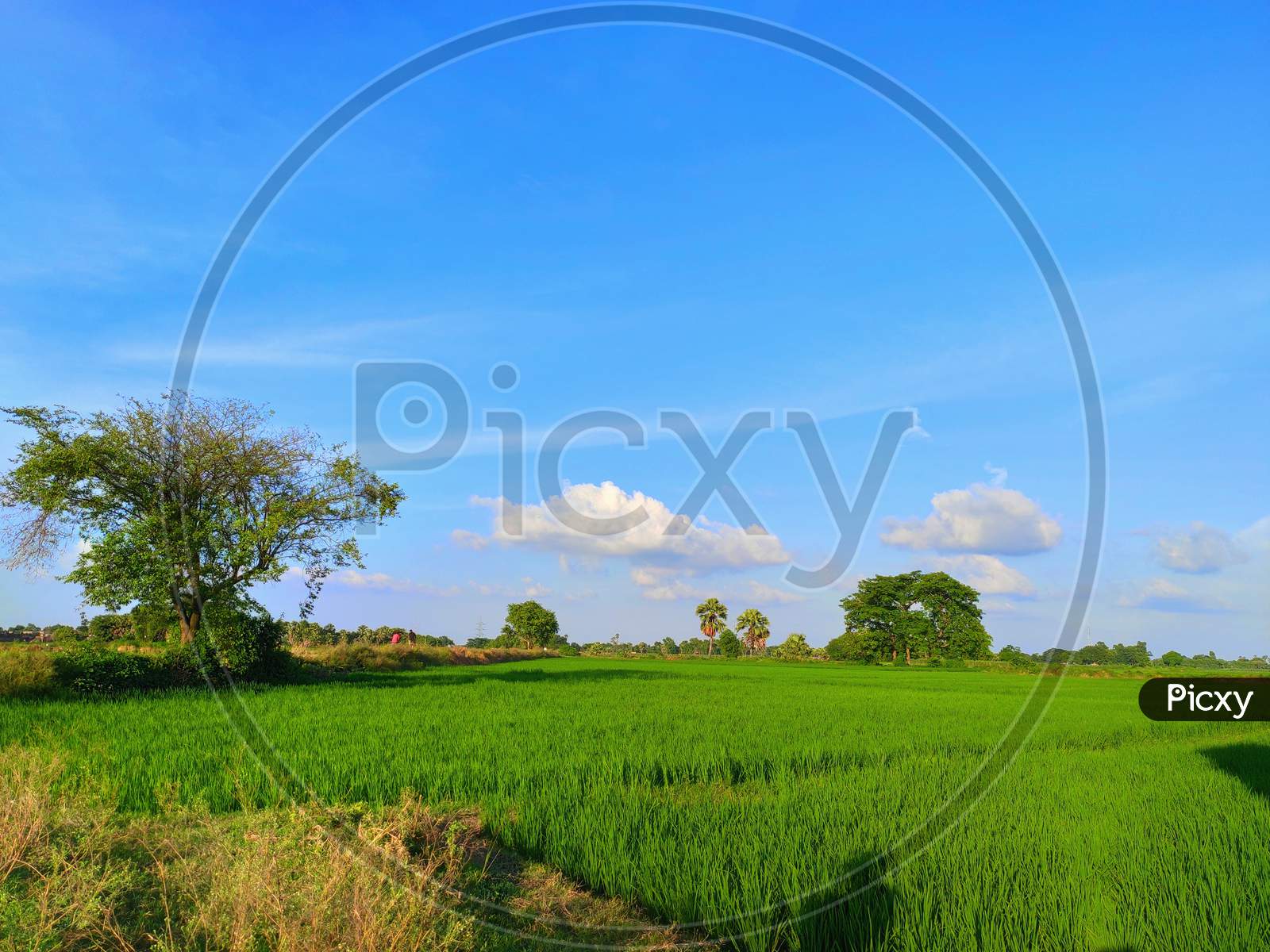 Beautiful Indian village agriculture field landscape