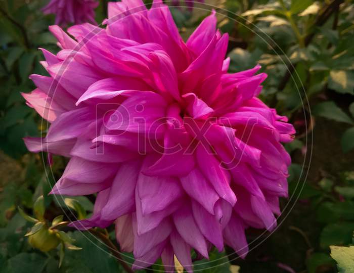 Big pink flower in the garden