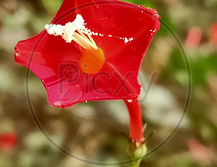 Scarlet Morning Glory, Morning Glory, Hummingbird Plant)  Convolvulaceae