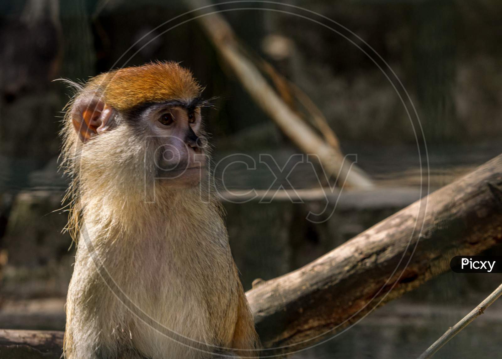 Brown Monkey Sad Primate Sitting In Cage