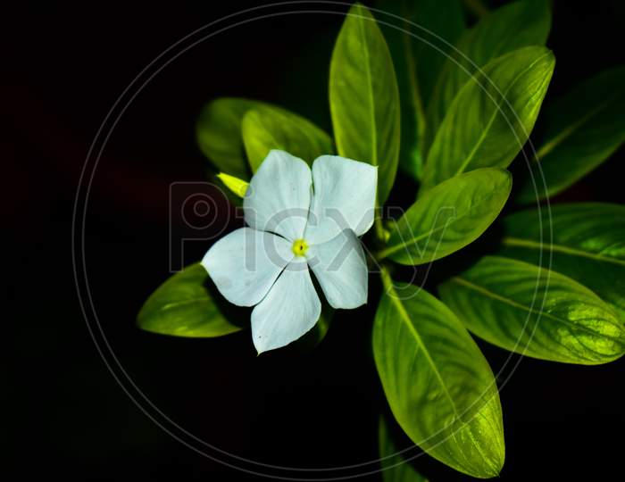 Jasmine Flower With Leaves