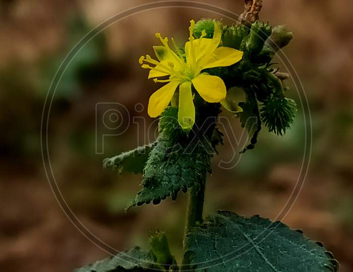 Common agrimony, Agrimonia eupatoria, medicinal plant with flower