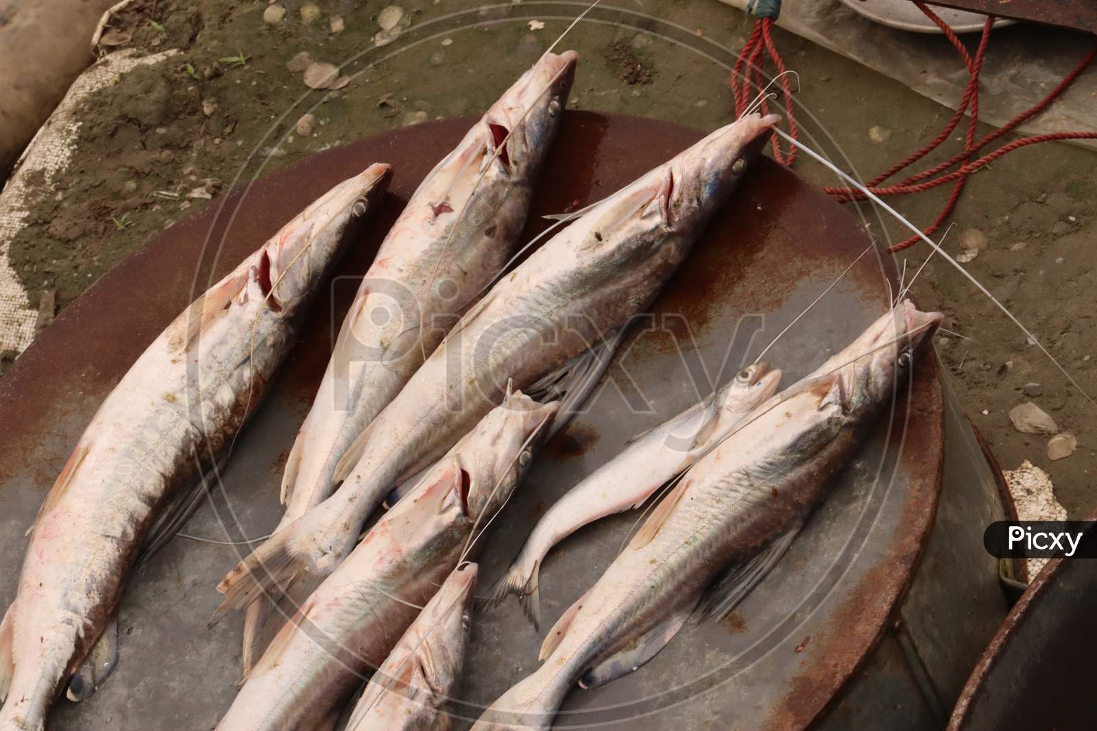 Indian River Fish, stock image