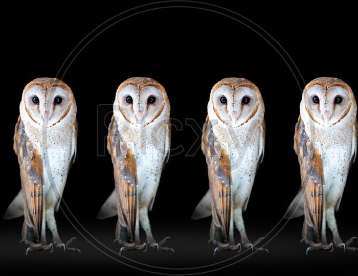 Group Of Common Barn Owl Close Up On Dark Black Background.