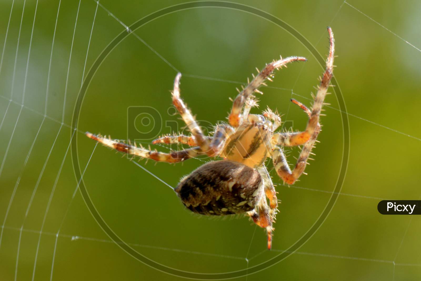 A Spin Web Nature Bug Animal Macro Legs