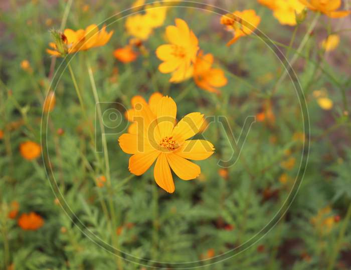 Beautiful Indian flower , Stock Image