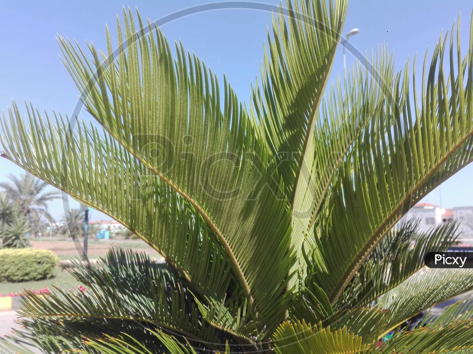 Isolated Palm Leaves on Green background