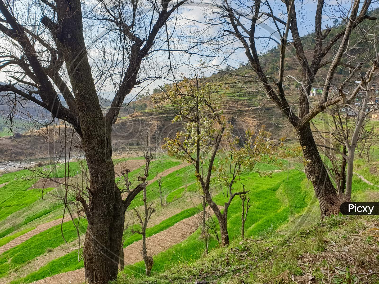 Capture of dry trees with terraced farm in background during spring season in hilly area of Himachal Pradesh, India