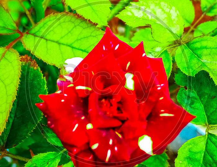 India Red Tiger rose flowers image wallpaper background picture images