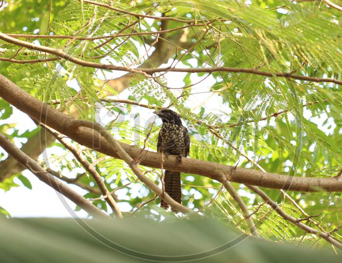 Coil Bird of Assam, stock image