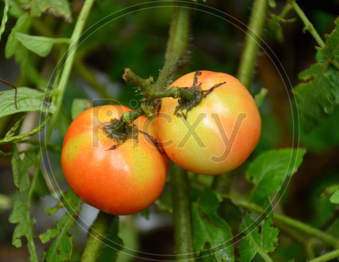 The Pair Of Ripe Tomato With Leaves And Plant.