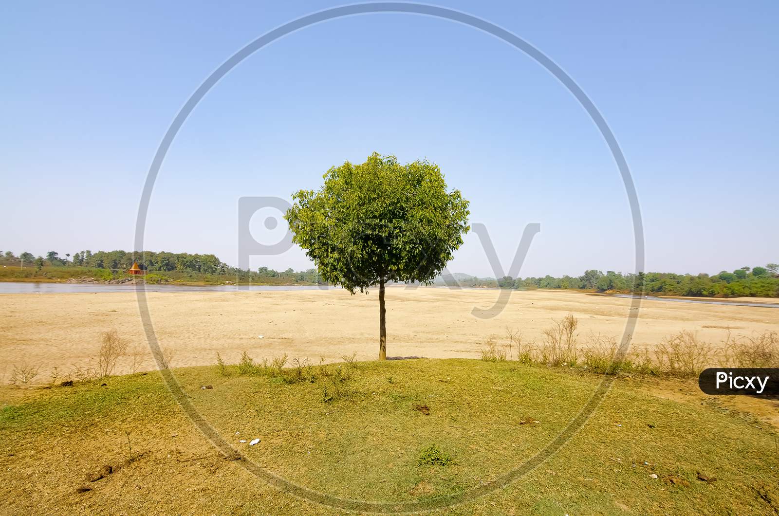The lonely tree on the dried river bank in summer.