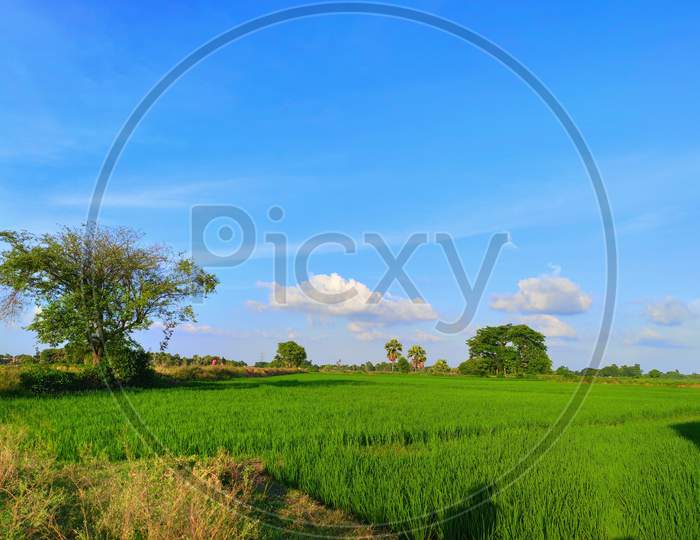 Beautiful Indian village agriculture field landscape