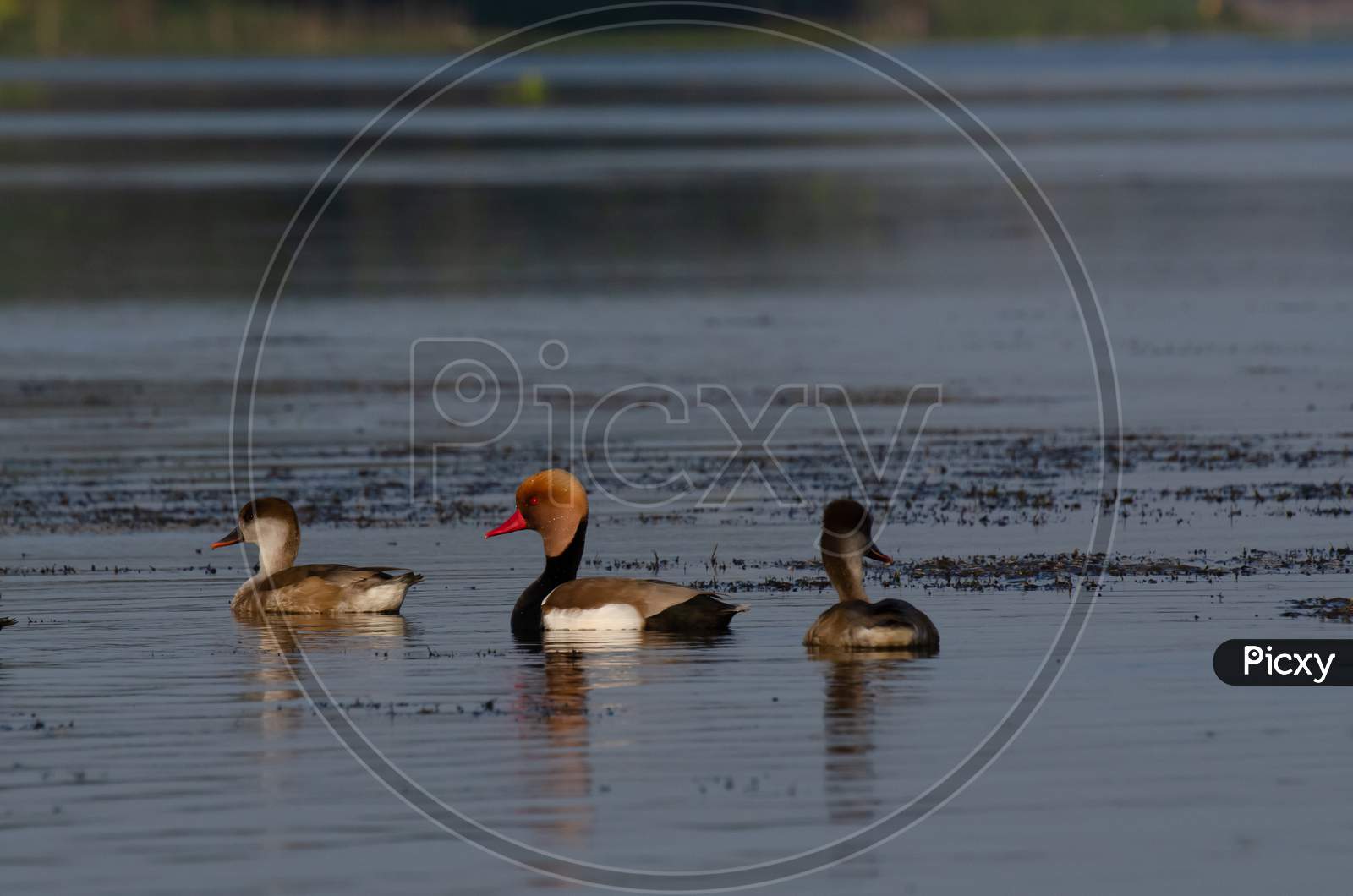 Red crested pochard in a lake in India