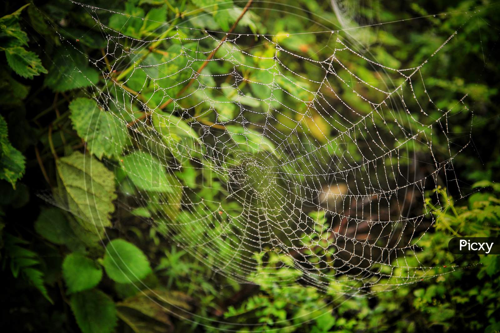 Beautiful structure of spider net