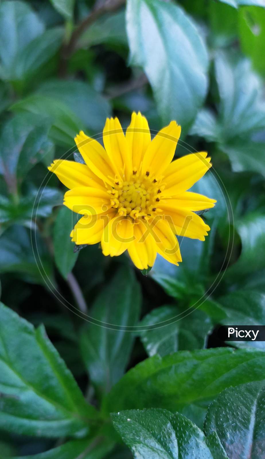 Yellow flower with green leaves