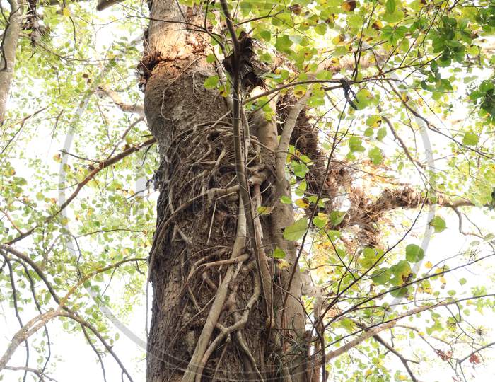 Beautiful tall tree in Assam, stock image