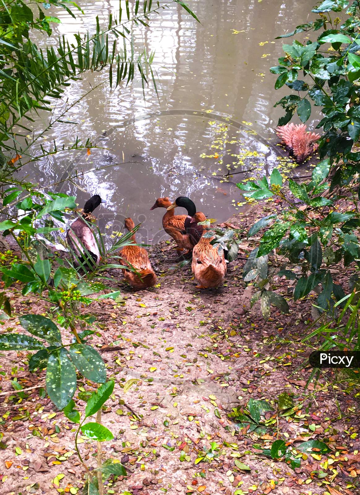 Ducks Roam Along The Water'S Edge