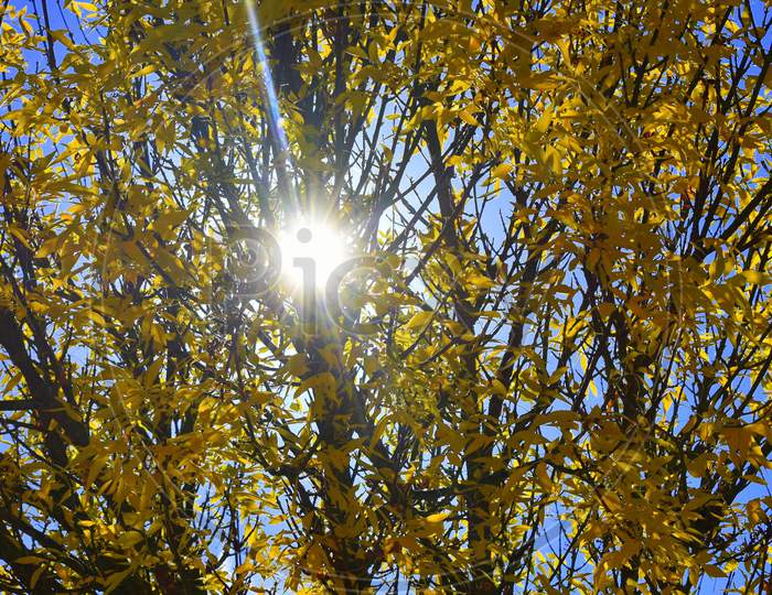 A Autumn Yellow Sun Tree Leaves Season Nature