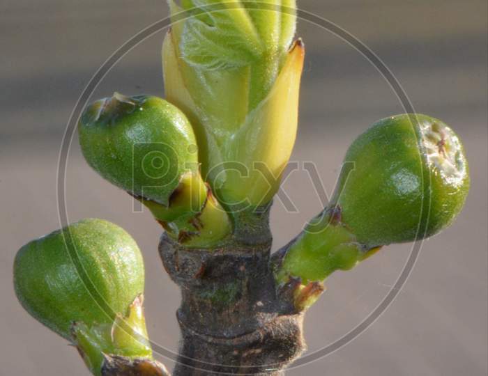 beautiful Figs Plant Nature Macro Spring