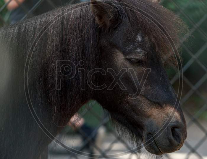 Brown Little Horse Or  Pony In Zoo Park Cage
