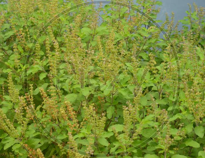 Indian herbal plant Tulasi holy basil