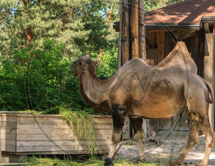 Zoo Humpback Camel Eating Grass
