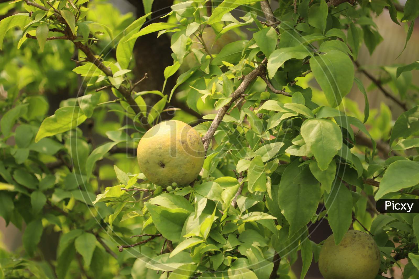 bell fruit or wood apple fruit , stock image