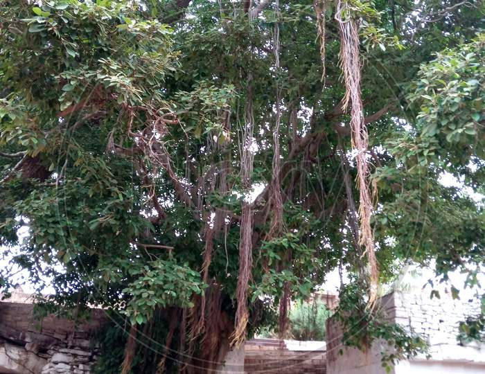 Indian National Banyan Tree