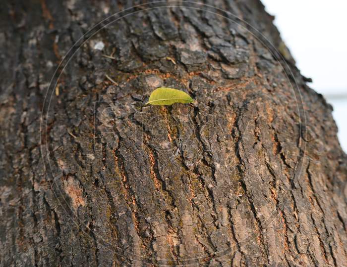 Small tree leaf stuck on the tree, stock image,