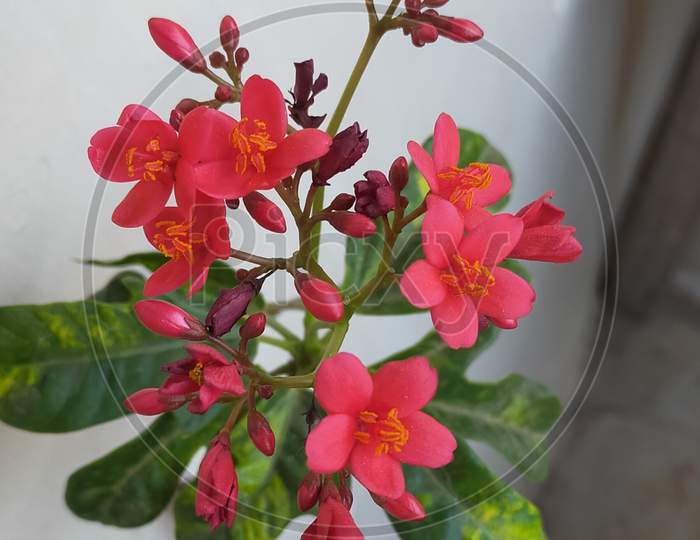 Red Flowers plant