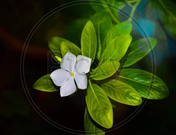 Jasmine Flower With Leaves