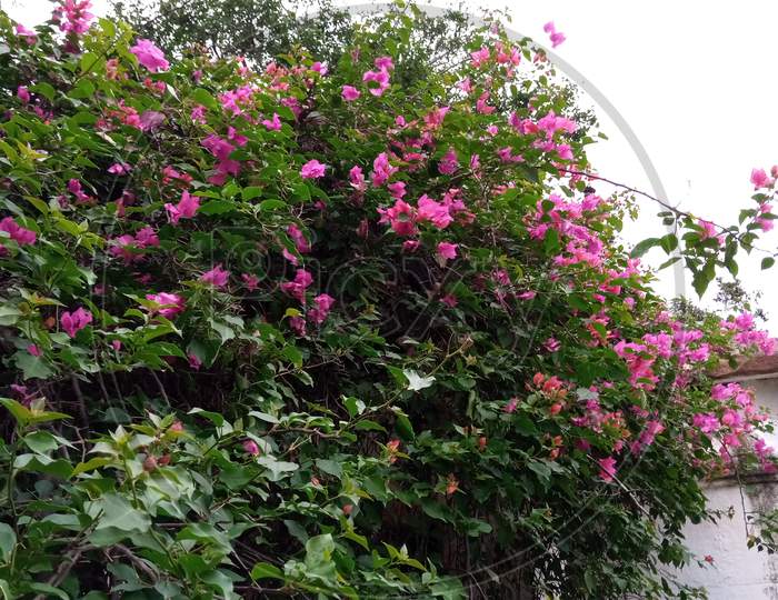 Flowering plants Tree Pink Colour