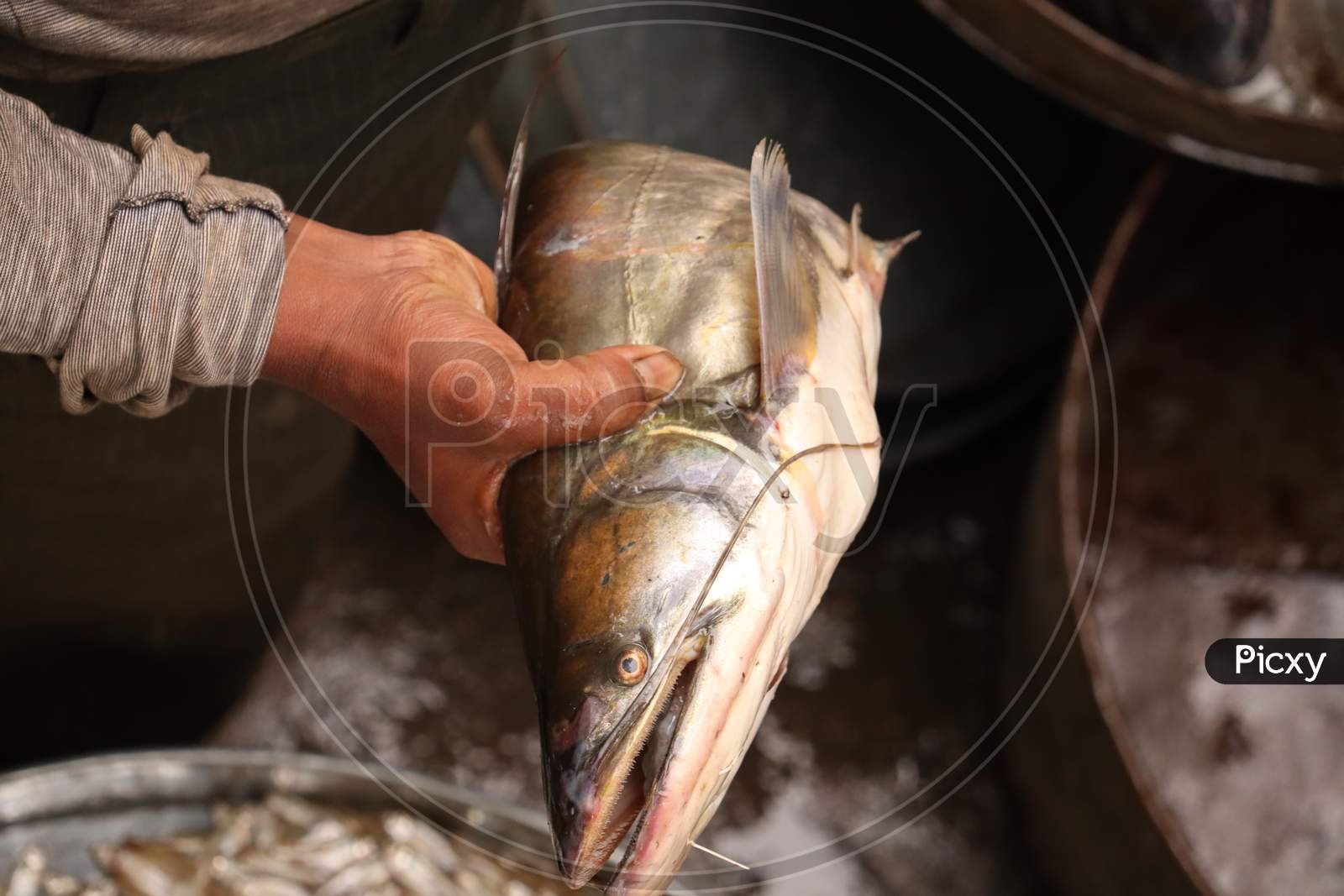 Indian River Fish, stock image