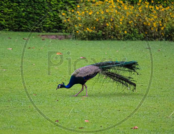 peacock in the grass
