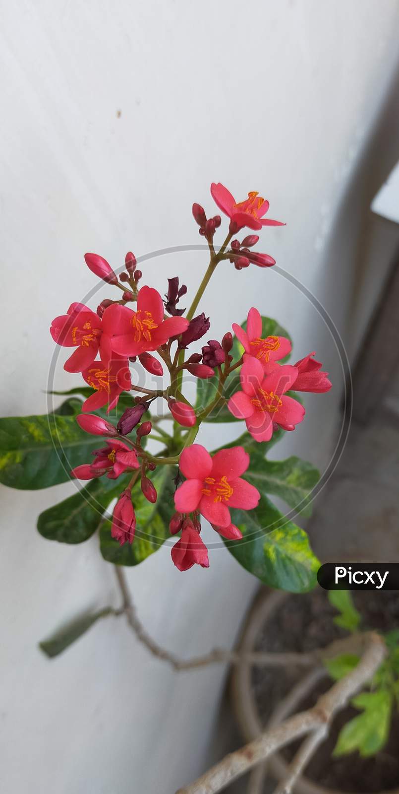 Red Flowers plant